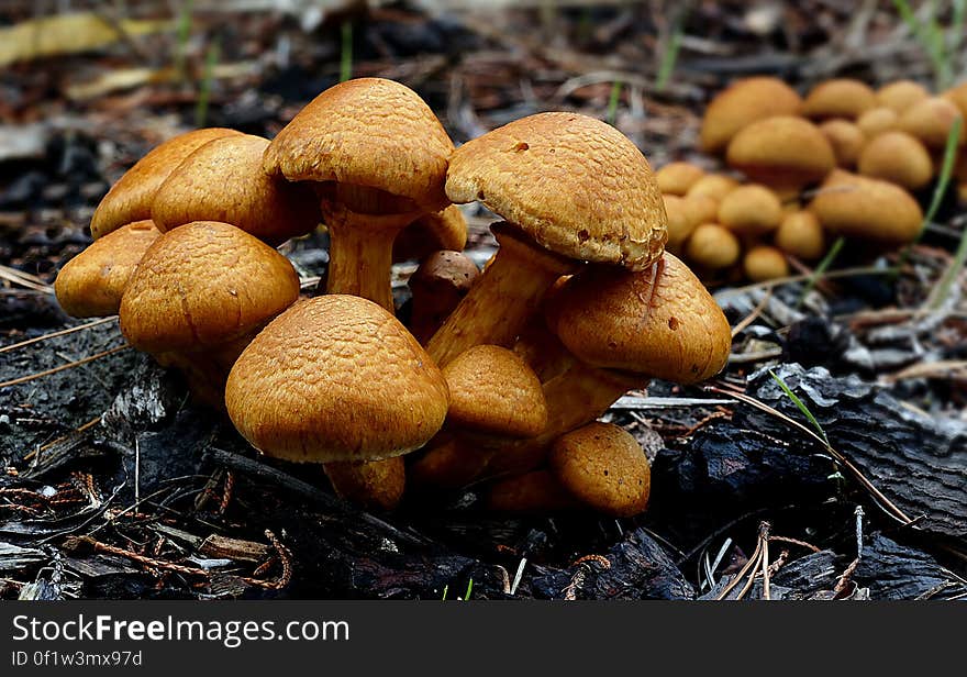 Gymnopilus junonius is a species of mushroom in the family Cortinariaceae. Commonly known as Laughing Gym, Laughing Cap, Laughing Jim, or the Spectacular Rustgill, this large orange mushroom is typically found growing on tree stumps, logs, or tree bases.