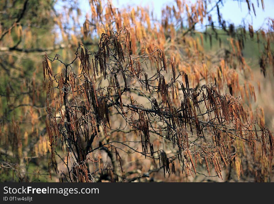 Fall leaves on branches in sunny field. Fall leaves on branches in sunny field.