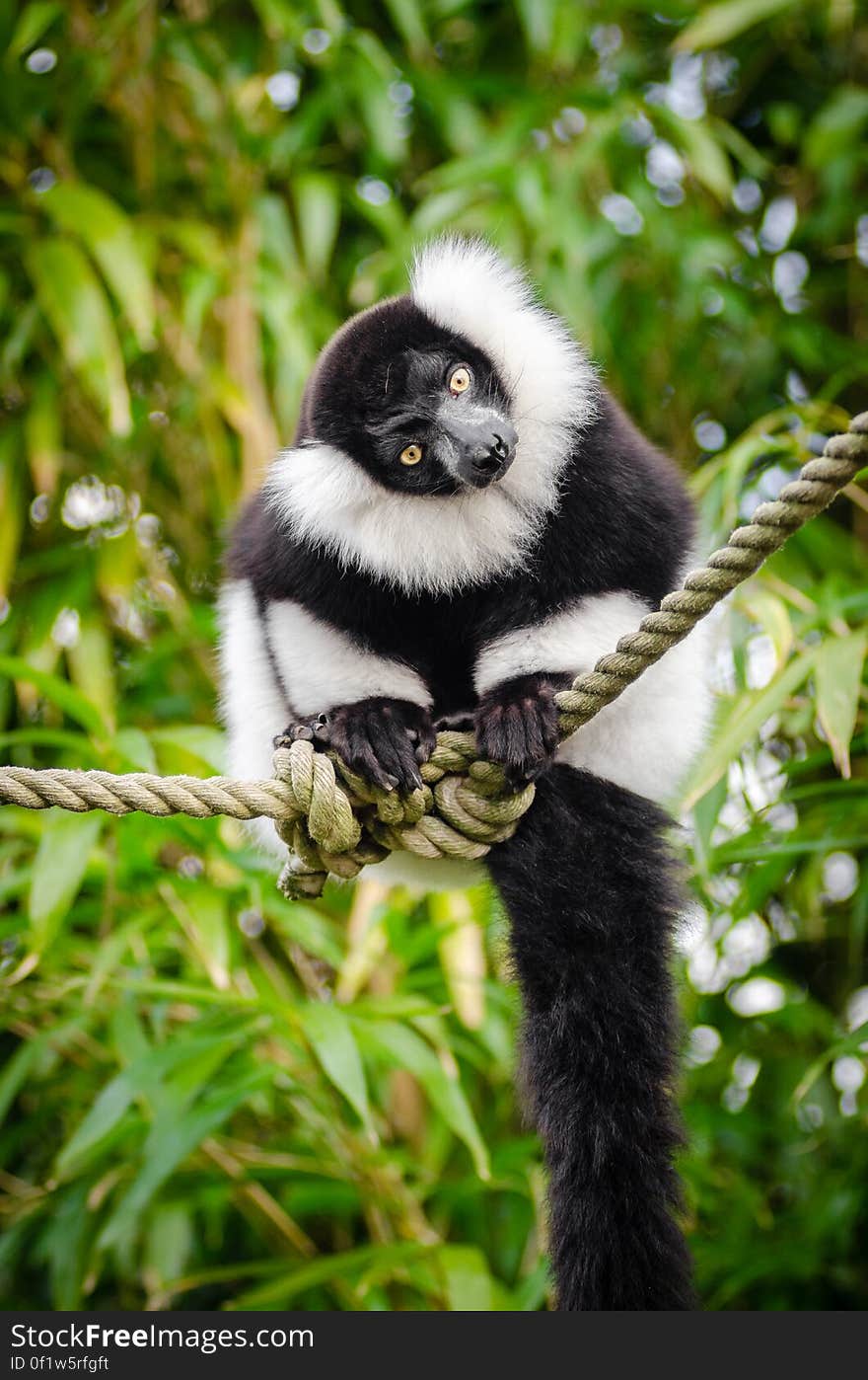 She loves to sit on those ropes and watch the visitors from above. She loves to sit on those ropes and watch the visitors from above.