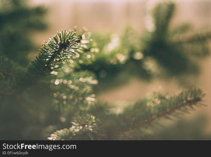 A close up of a spruce tree branch.