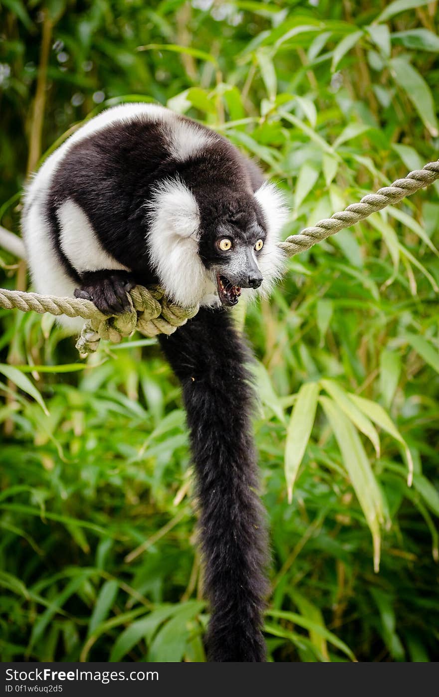 Black and white Ruffed Lemur