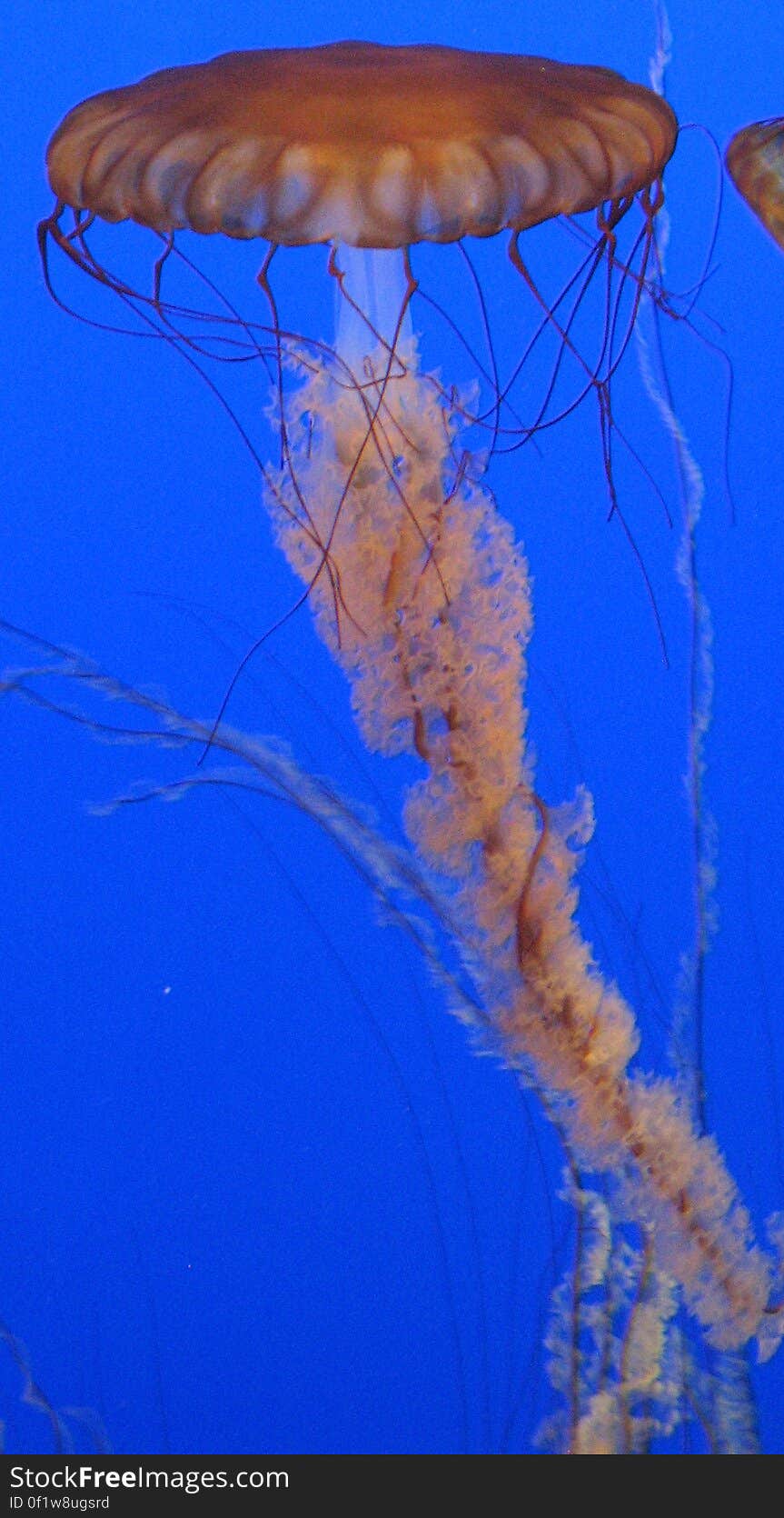 sea nettle