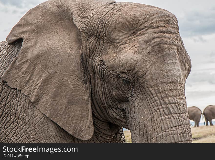 Elephants on Brown Grass Under White Sky