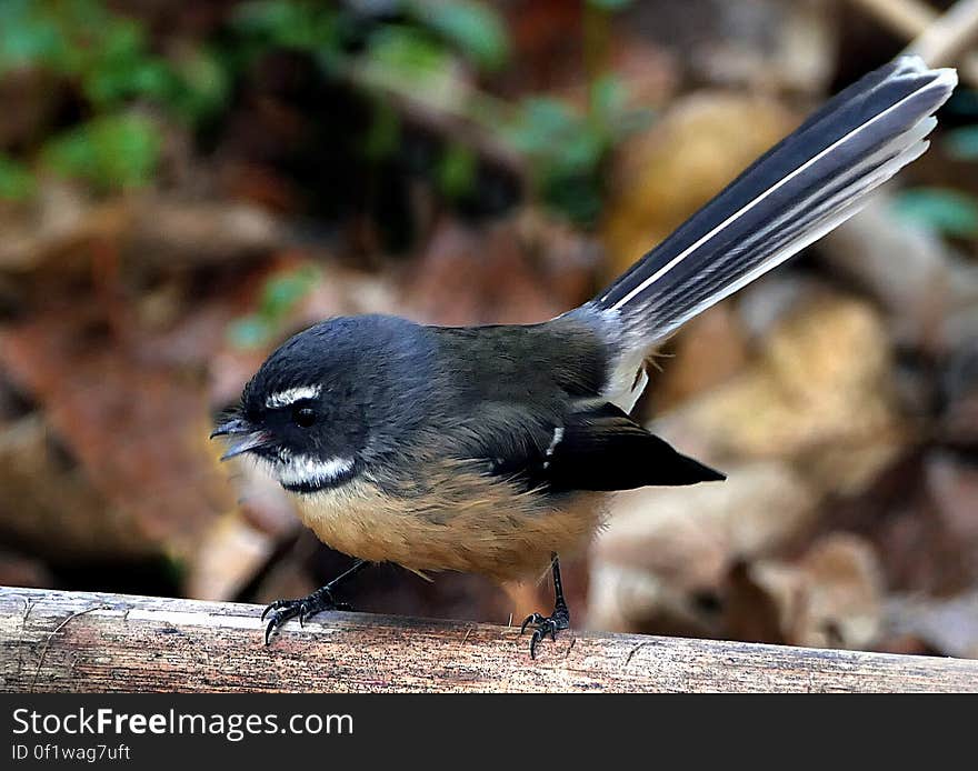 Fantails belong to a group of small insect eating birds found in Africa, southern Asia and Australasia belonging to the family Monarchidae. Most of the species are about 15 to 18 cm long and very adept at catching insects on the wing. Fantails belong to a group of small insect eating birds found in Africa, southern Asia and Australasia belonging to the family Monarchidae. Most of the species are about 15 to 18 cm long and very adept at catching insects on the wing.