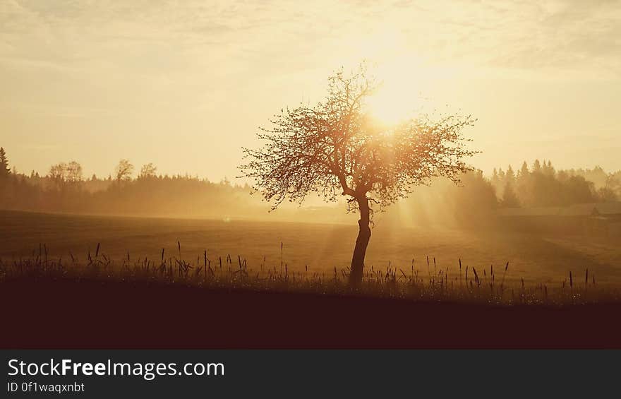 Silhouette of Tree during Sunset