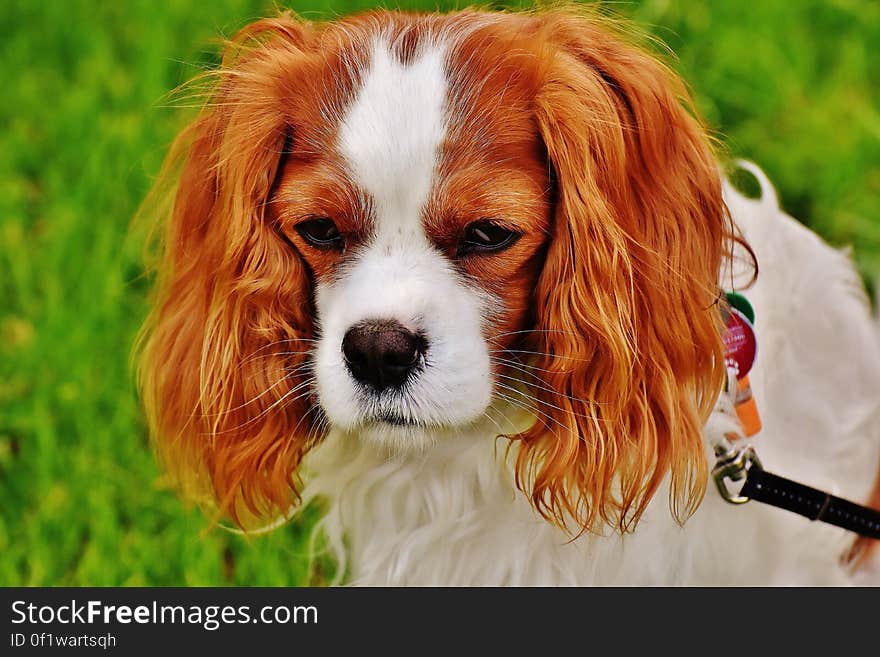 Cavaliers King Charles Spaniel