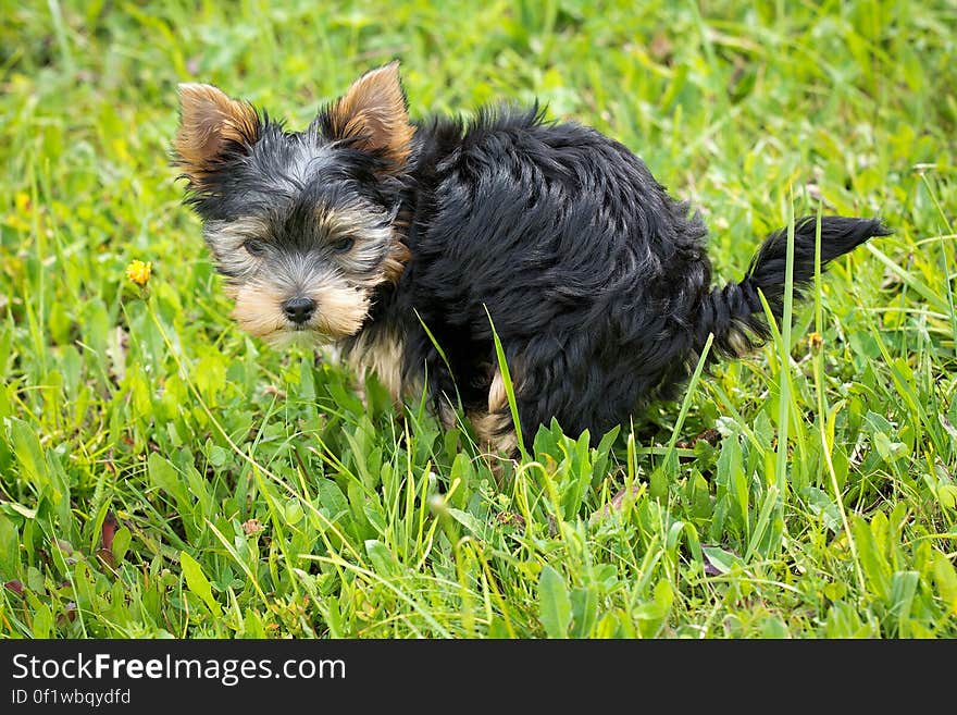 Yorkshire Terrier Puppy on Green Grass Field