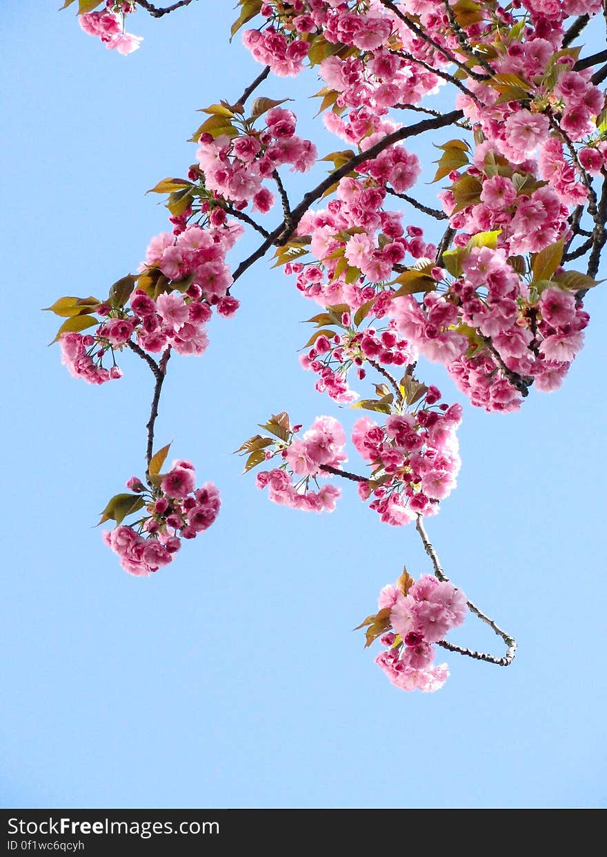 Low Angle View of Pink Flowers Against Blue Sky