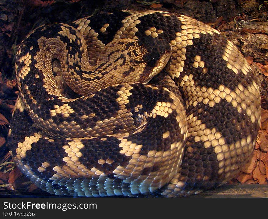 snake