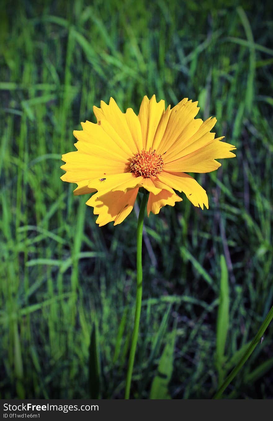 Possibly Coreopsis lanceolata along a pipeline swath, Loyalsock State Forest, Lycoming County. I&#x27;ve licensed this photo as CC0 for release into the public domain. You&#x27;re welcome to download the photo and use it without attribution. Possibly Coreopsis lanceolata along a pipeline swath, Loyalsock State Forest, Lycoming County. I&#x27;ve licensed this photo as CC0 for release into the public domain. You&#x27;re welcome to download the photo and use it without attribution.