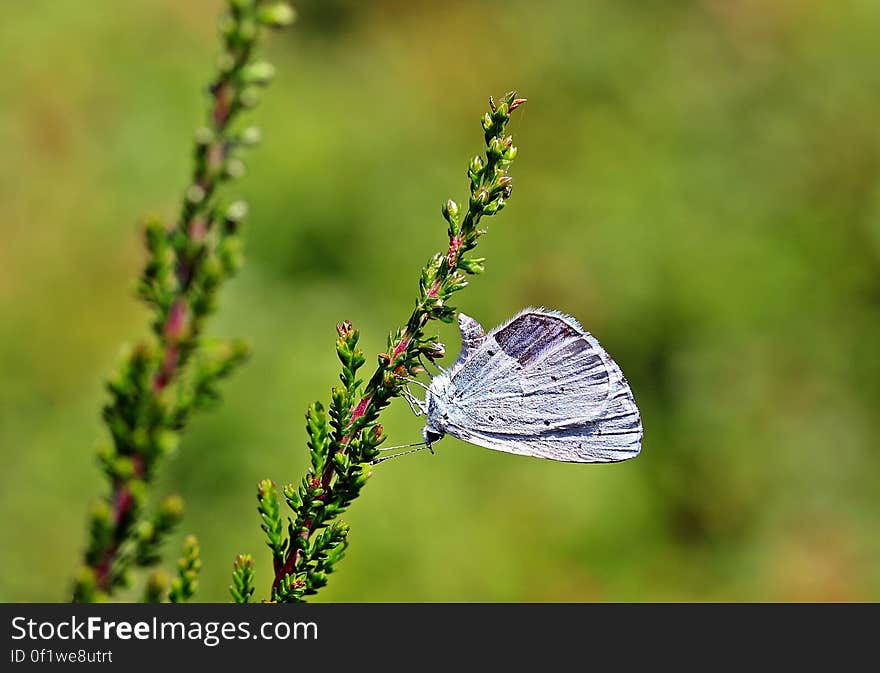 Shallow Focus Photography of Blue Butterfly