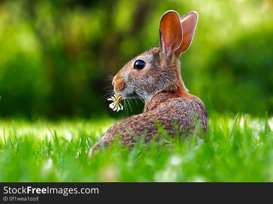 Close-up of an Animal Eating Grass