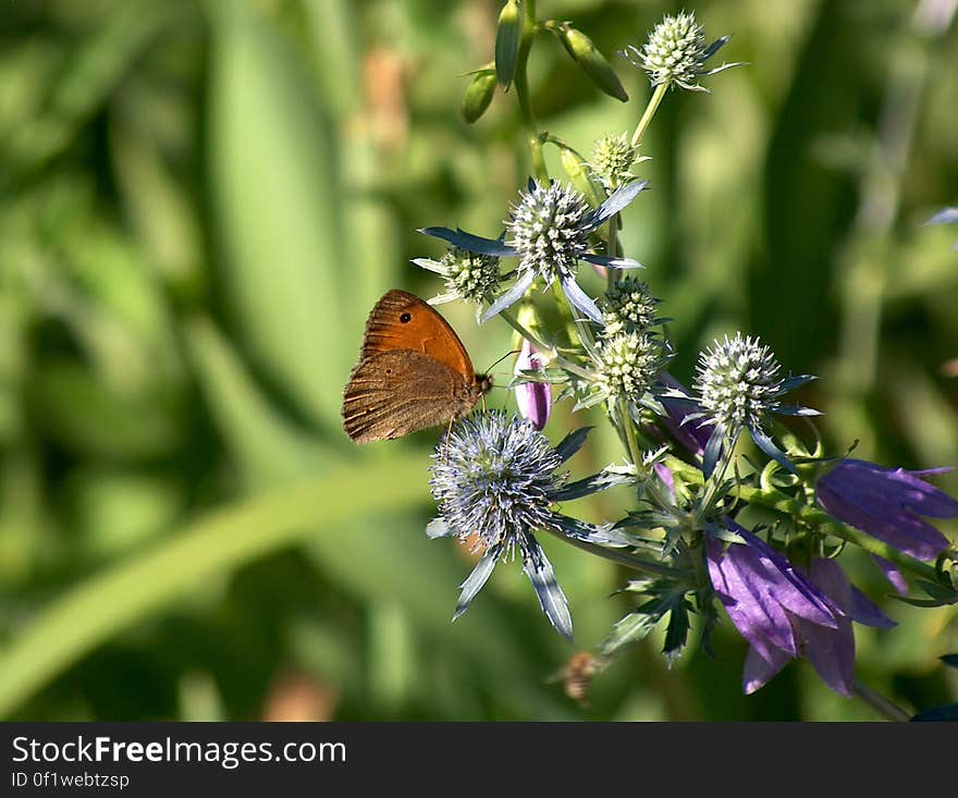 Schmetterling