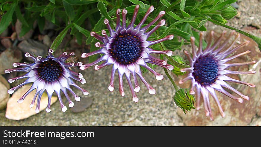 purple-and-white flower 3