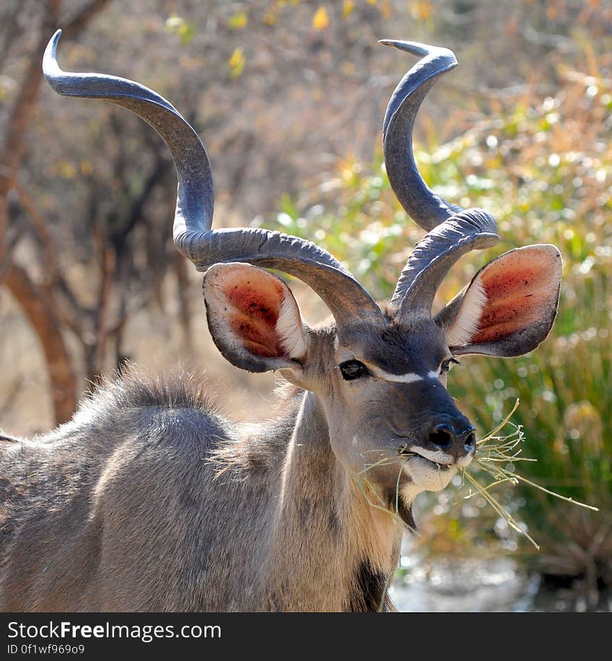 Brown Deer Eating Grass