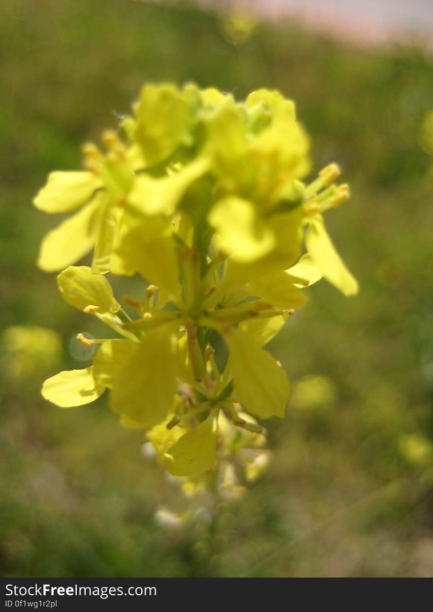 Flowers and Plants