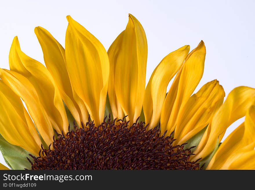 Sunflower Rising