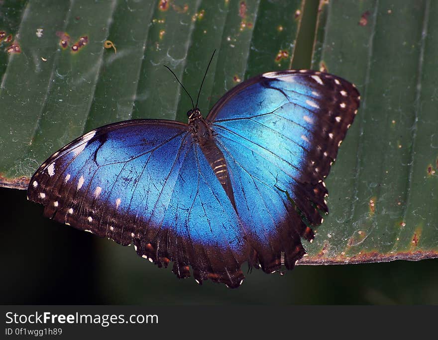 Blue Morpho. &#x28;2&#x29;