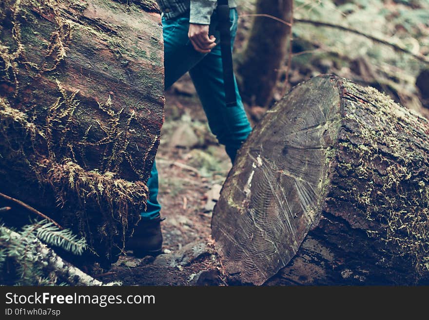 A close up of a cut log with people passing on.