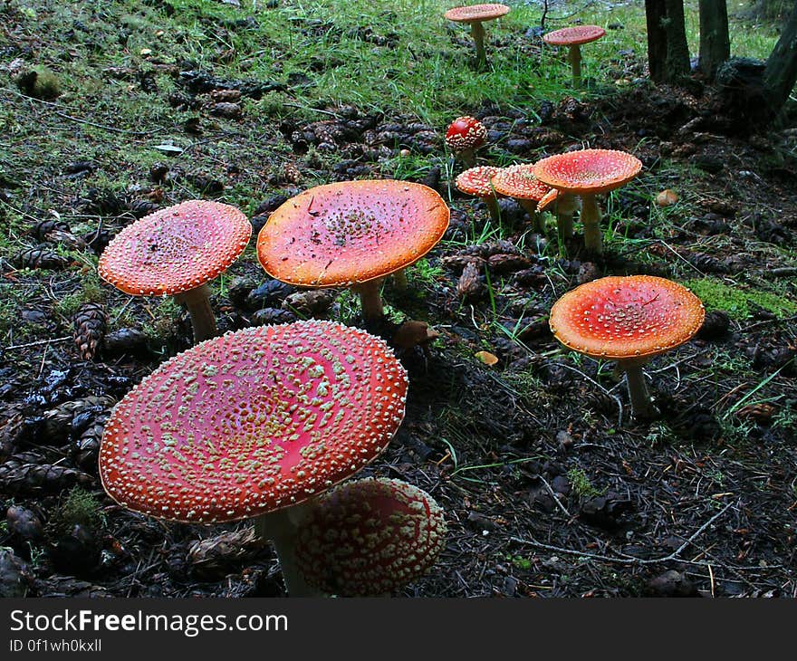 Amanita muscaria, commonly known as the fly agaric or fly amanita, is a poisonous and psychoactive basidiomycete fungus, one of many in the genus Amanita. Amanita muscaria, commonly known as the fly agaric or fly amanita, is a poisonous and psychoactive basidiomycete fungus, one of many in the genus Amanita.