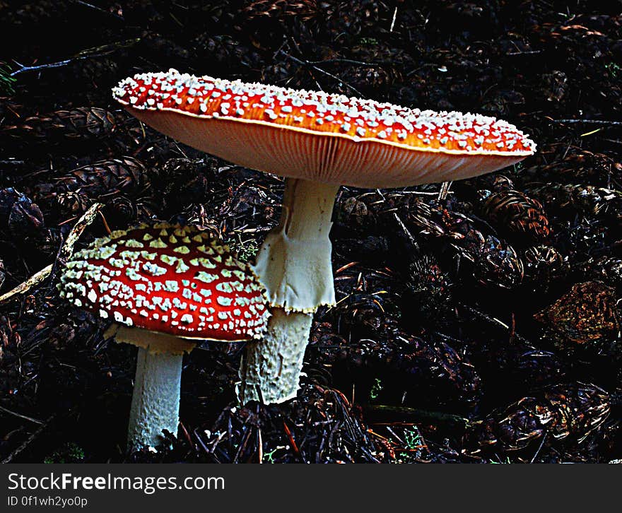 Amanita muscaria, commonly known as the fly agaric or fly amanita, is a poisonous and psychoactive basidiomycete fungus, one of many in the genus Amanita. Amanita muscaria, commonly known as the fly agaric or fly amanita, is a poisonous and psychoactive basidiomycete fungus, one of many in the genus Amanita.