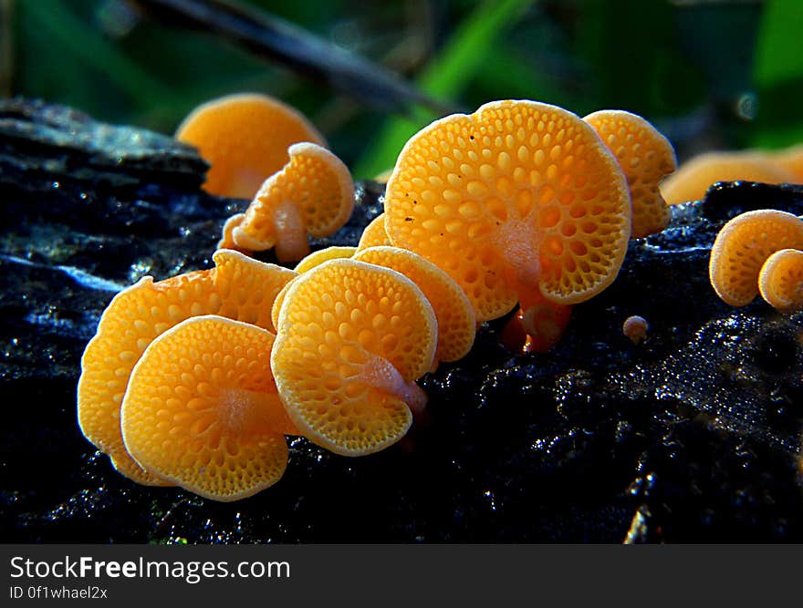 Orange Pore Fungi Orange pore is an exotic fungus which is now widely established in New Zealand. Favolaschia calocera. Orange Pore Fungi Orange pore is an exotic fungus which is now widely established in New Zealand. Favolaschia calocera