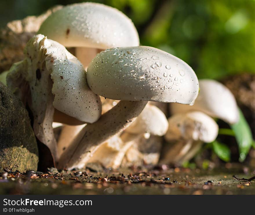 A bunch of white mushrooms in the sunlight.