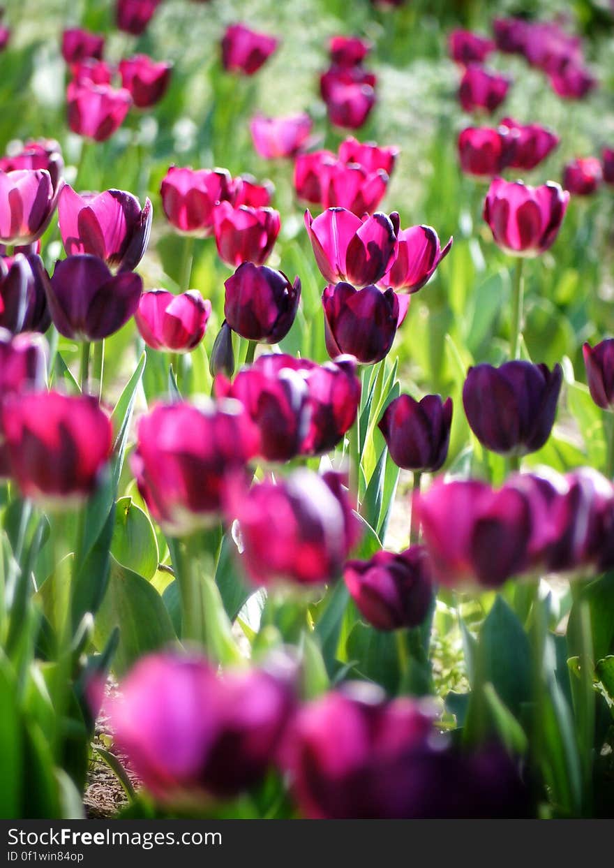 Pink Tulips