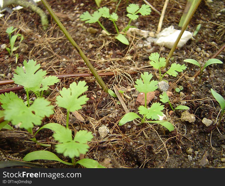 Coriander &#x28;Coriandrum sativum&#x29; in the garden of my home. I just drop about 3 cubic centimeters of it&#x27;s fruit around the garden and yard of my house in this winter and about 4 days after started to rain a lot and some started to grown... well, I ate almost everything alone this week already but my mother bought more fruits.. :&#x29; Well, next time I&#x27;ll be careful and more coriander will grow :&#x29;