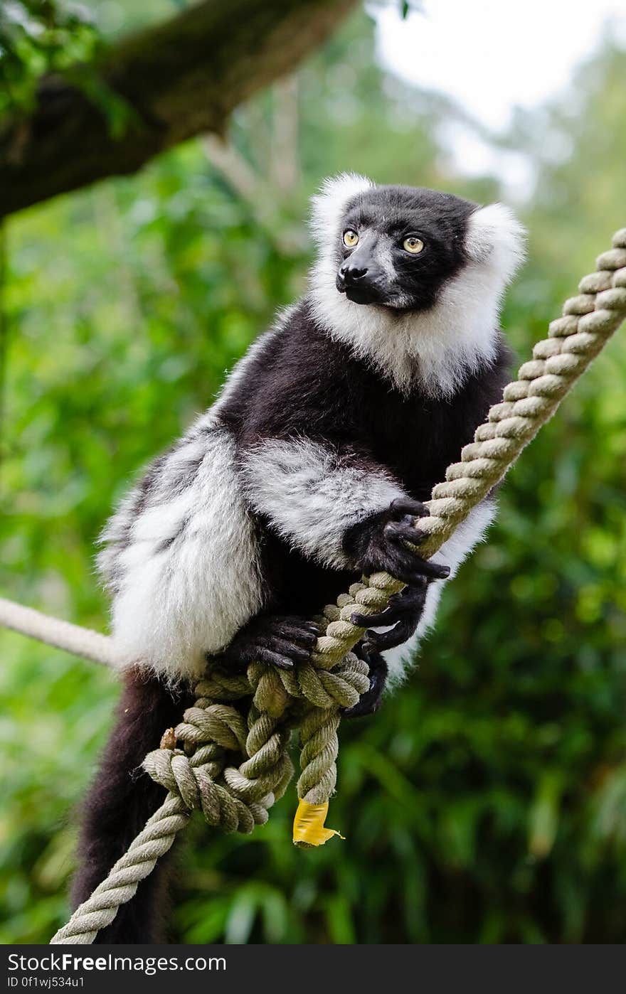 Black-and-white ruffed lemur