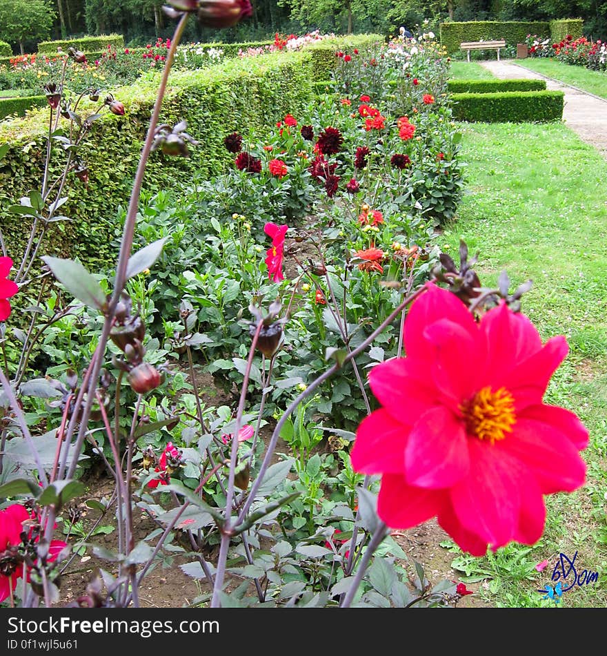 Dahlias