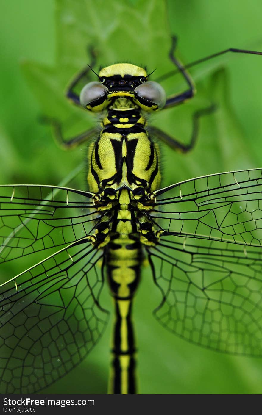 Yellow Black Dragonfly