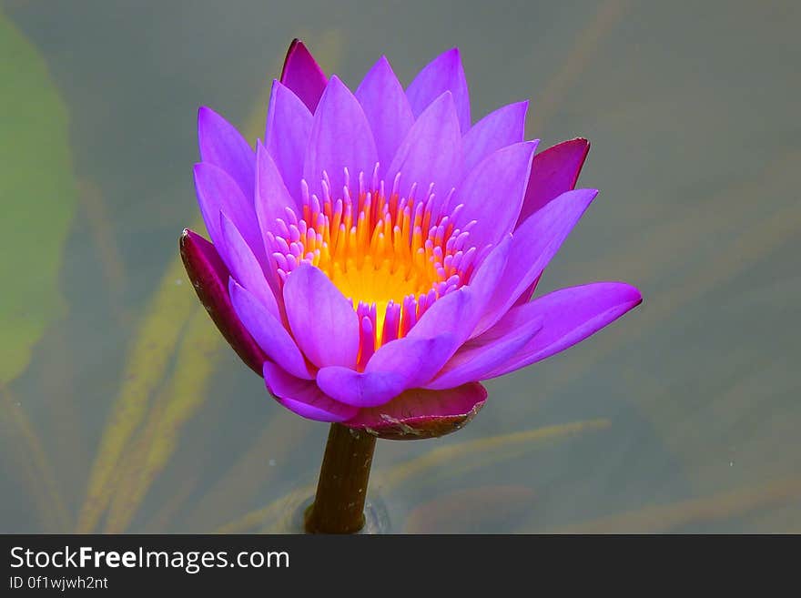 Purple and Yellow Petaled Flower