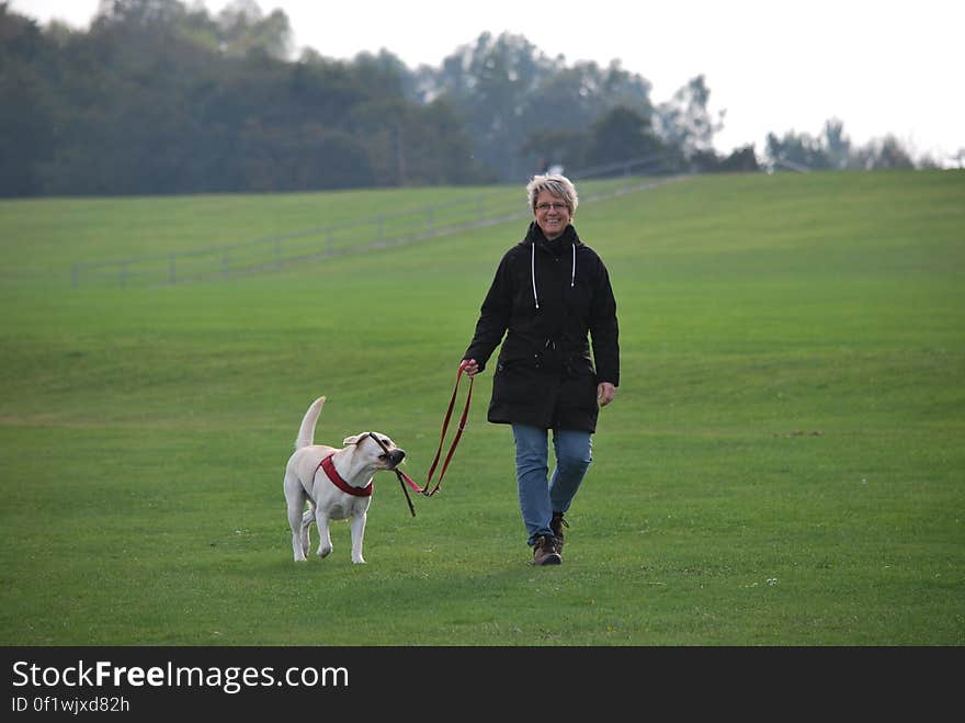 Woman walking her dog in the park with the animal on its lead carrying a stick in its mouth.