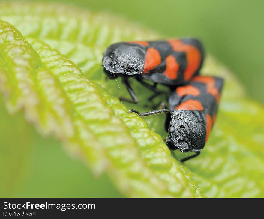 Black and Orange Insect Eating Green Leaf during Daytime in Camera Focus Photography