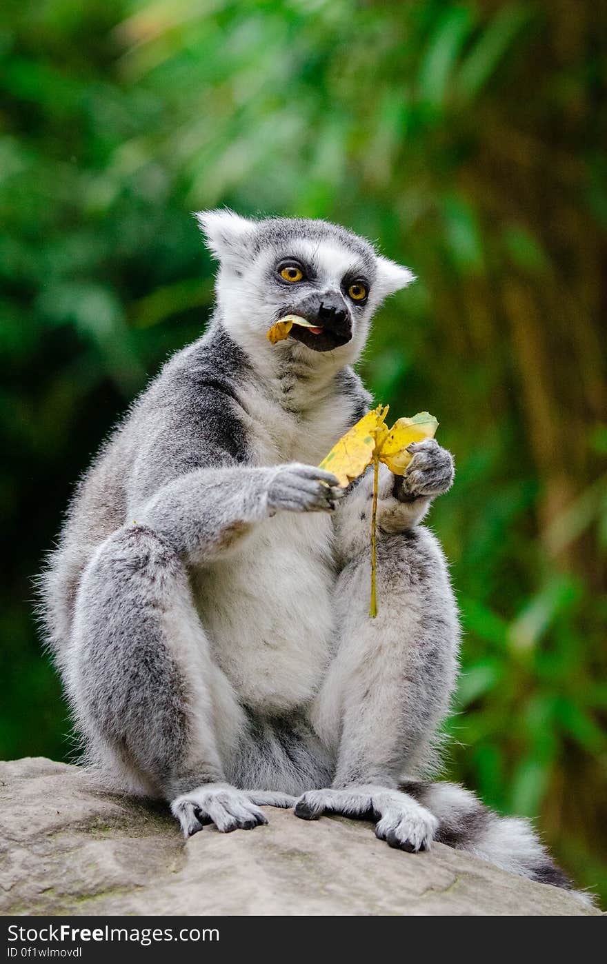 She got out to munch on some of the last leaves that aren&#x27;t too dry. She got out to munch on some of the last leaves that aren&#x27;t too dry.