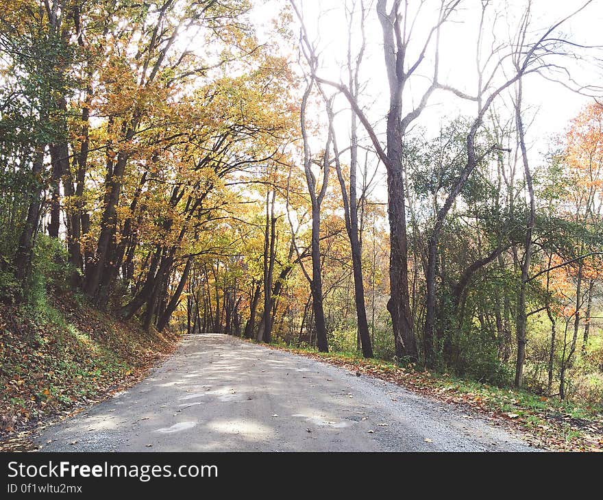 A footpath through autumn leaf covered trees with sun spots shining on the path. A footpath through autumn leaf covered trees with sun spots shining on the path.