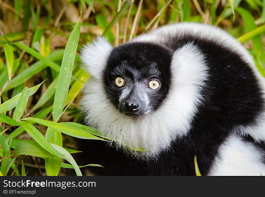 Black and White Ruffed Lemur