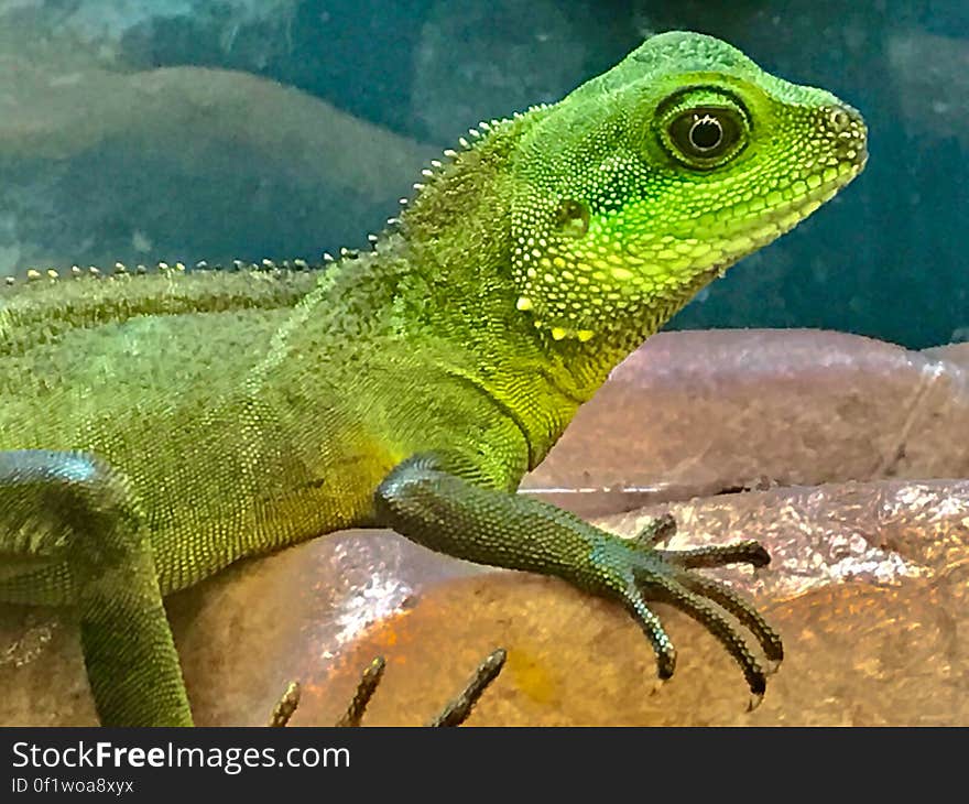 Close up portrait of green lizard on rock.