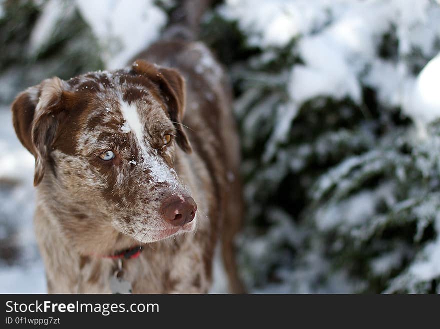 Mr Snow Nose