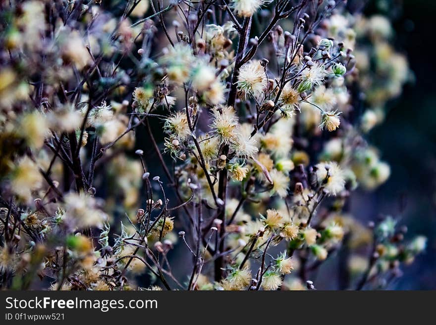 White flowers blossoming on plant outdoors.