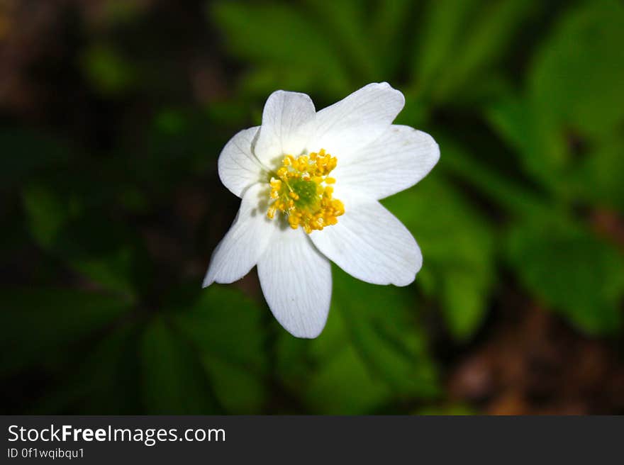 Anemone nemorosa. Anemone nemorosa