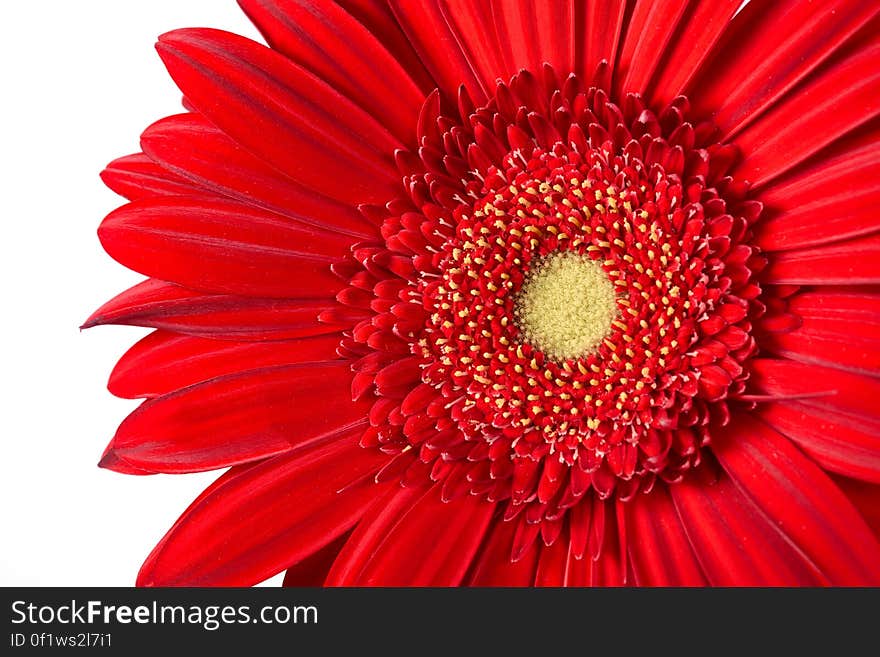 Gerbera Daisy