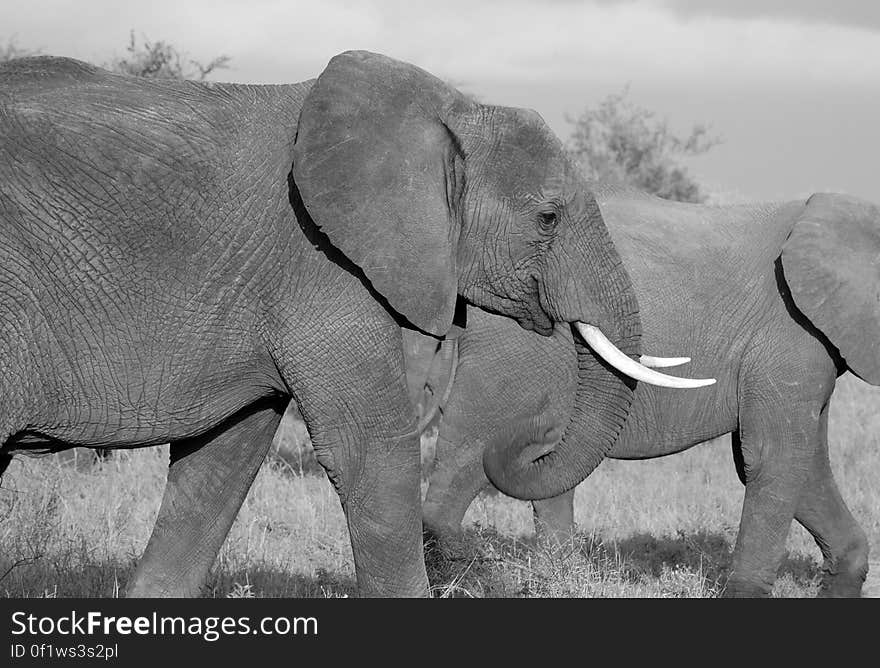 Grey Elephants Walking