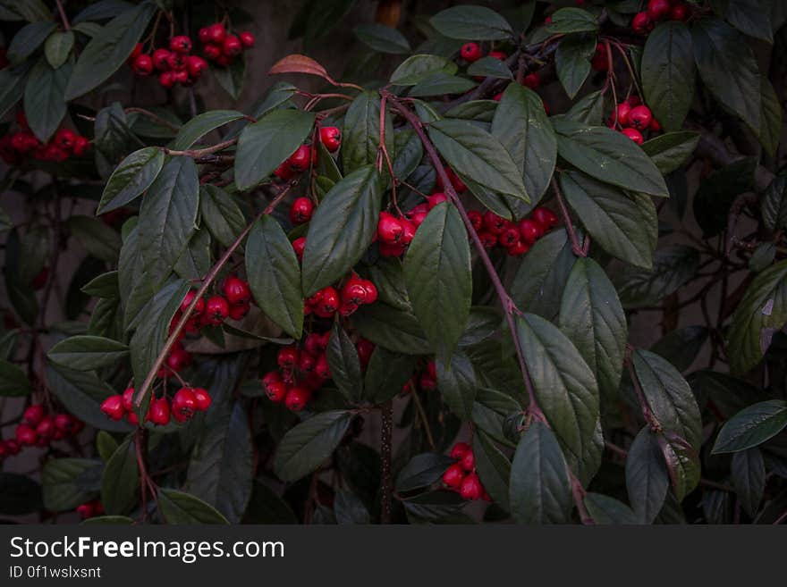 A bush with plenty of red berries on thin branches. A bush with plenty of red berries on thin branches.