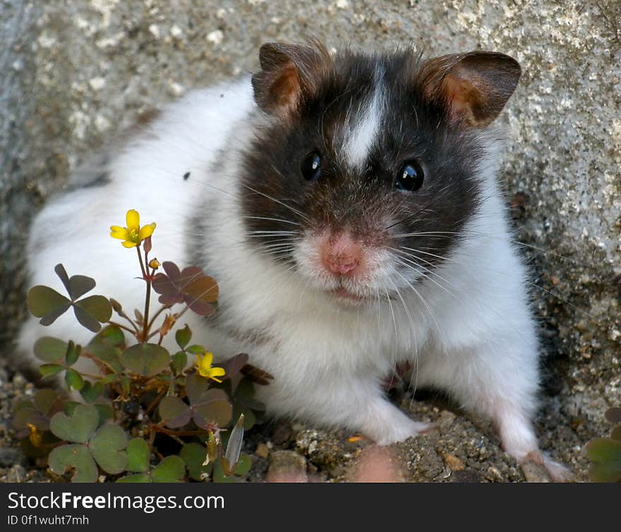 Then explain the dirt on your nose, Mr Kodiak. Then explain the dirt on your nose, Mr Kodiak.