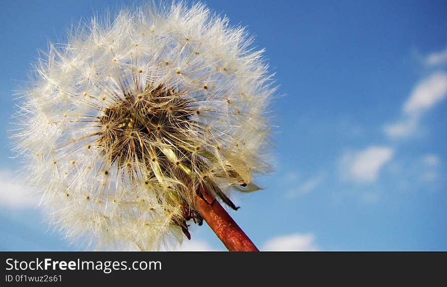 White Blow Flower Under Sunny Blue Skies