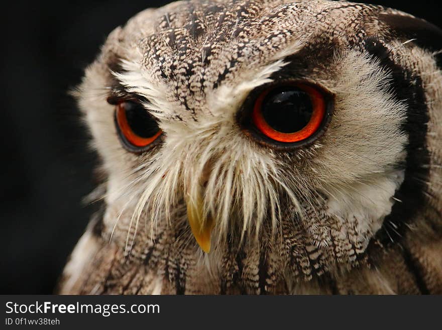 A close up of an owl. A close up of an owl.