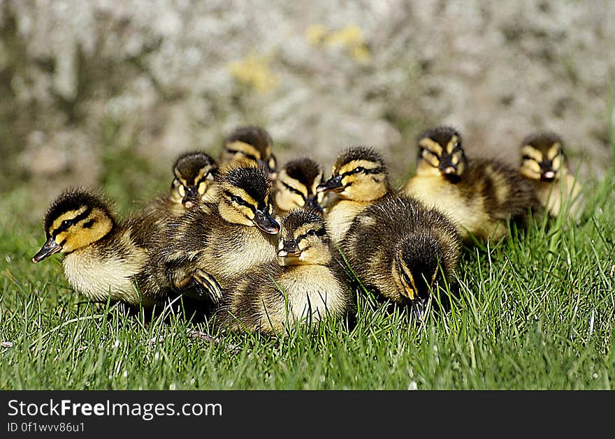 Ducklings. &#x28;14&#x29;