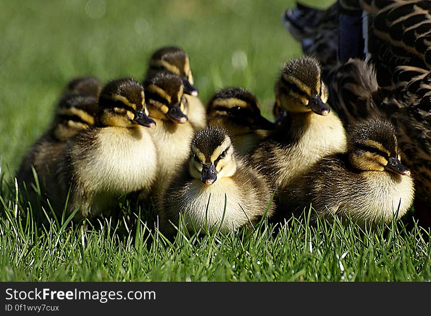 Ducklings. &#x28;12&#x29;